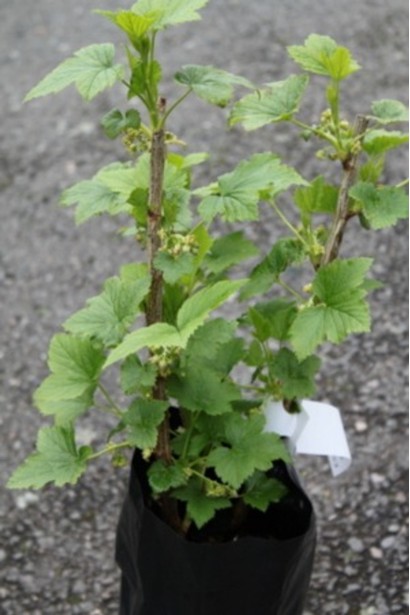 Смородина черная Вернисаж контейнер